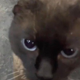 女子开烧烤店10年收养13只流浪猫