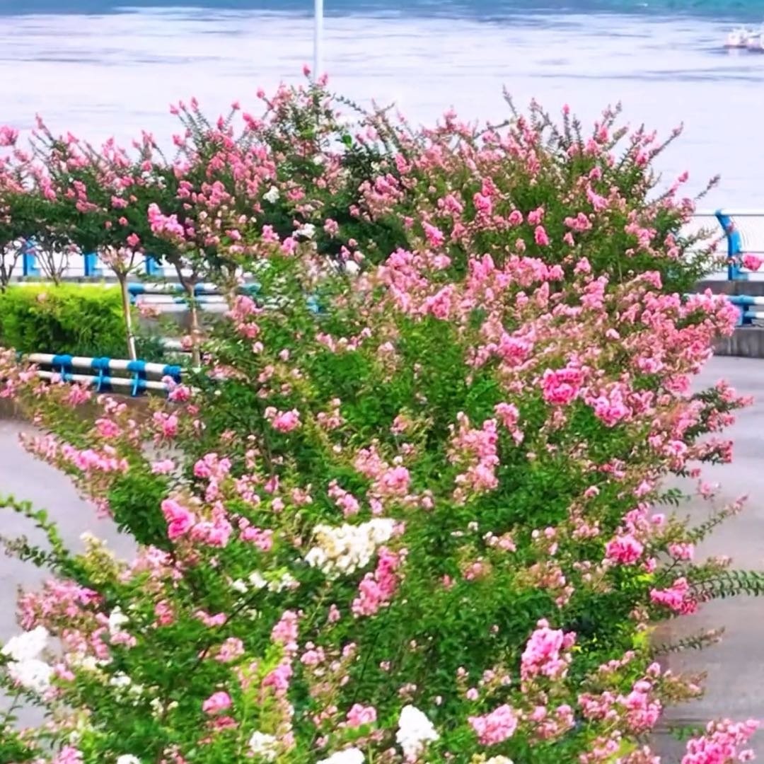 重庆紫薇花公路上线