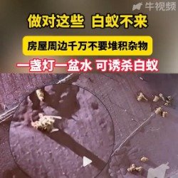 一盏灯一盆水可诱杀白蚁