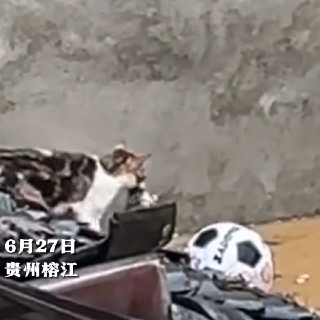 猫妈妈叼着孩子洪水中求生