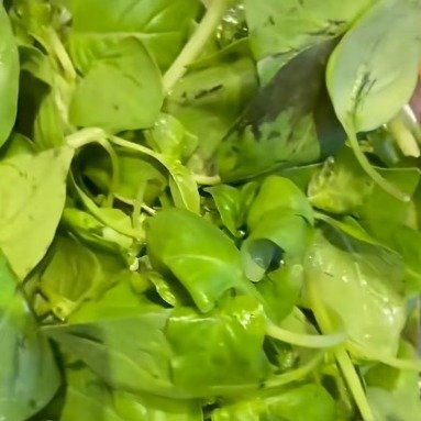 河南大盘荆芥有多上头