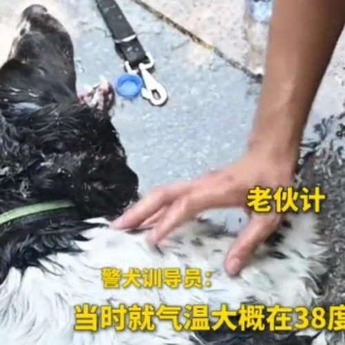 警犬高温执行任务后中暑倒地