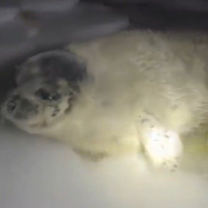 男子海边遛狗发现落单海豹宝宝