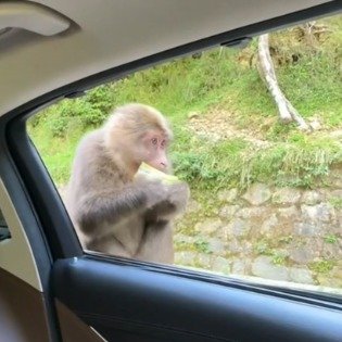 猴哥跳进车内抢充电宝当面包啃