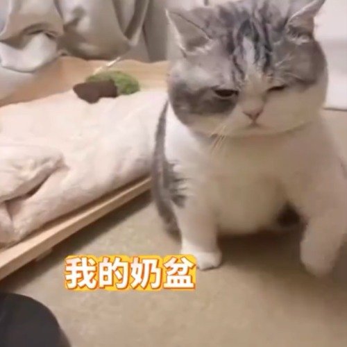 小猫断奶后隔空画奶盆暗示主人