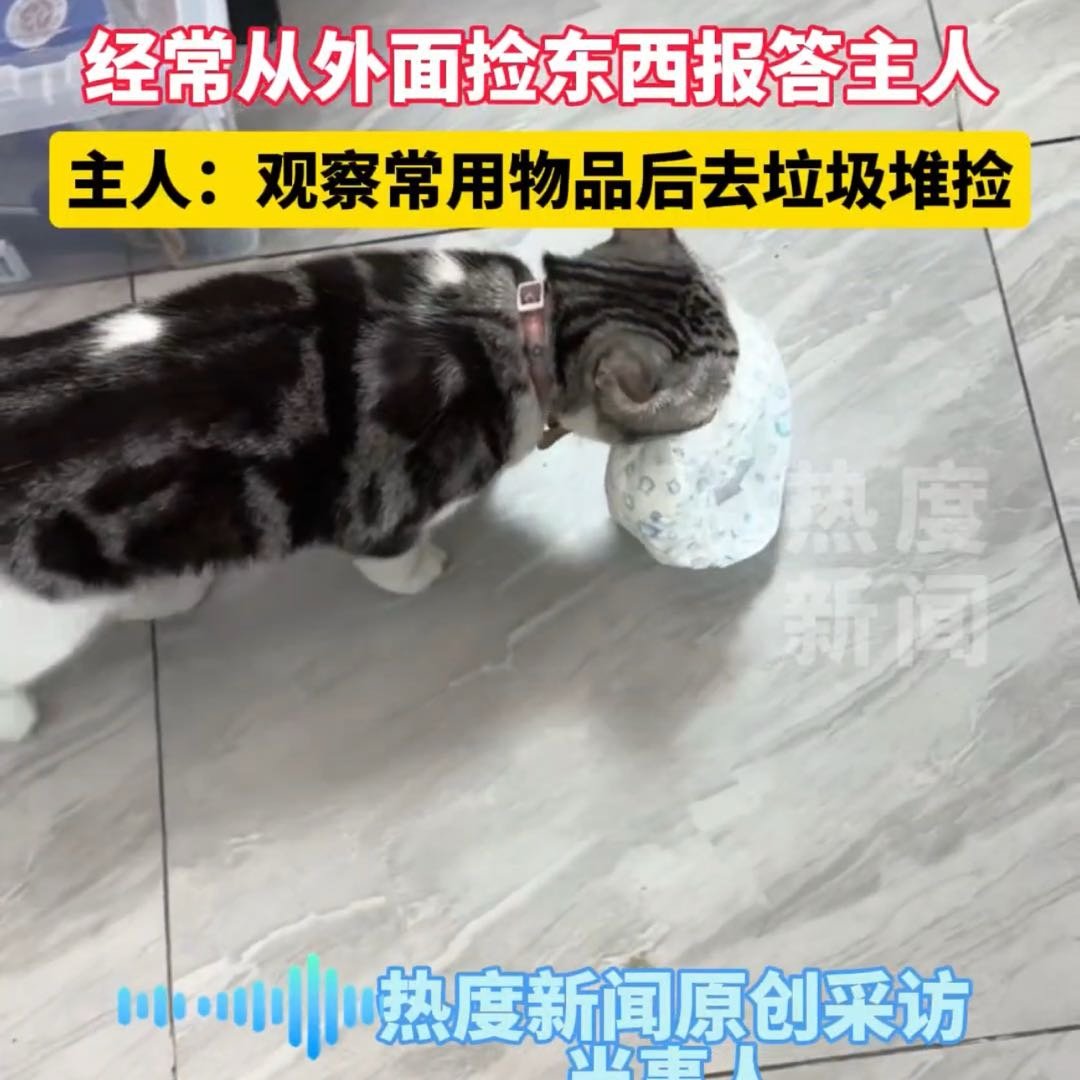猫猫被收养后常捡垃圾送主人