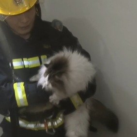 消防火场夹子音搜救猫咪