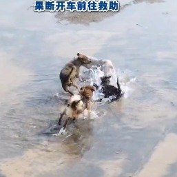 男子飞无人机见3只狗咬猫冲去相助