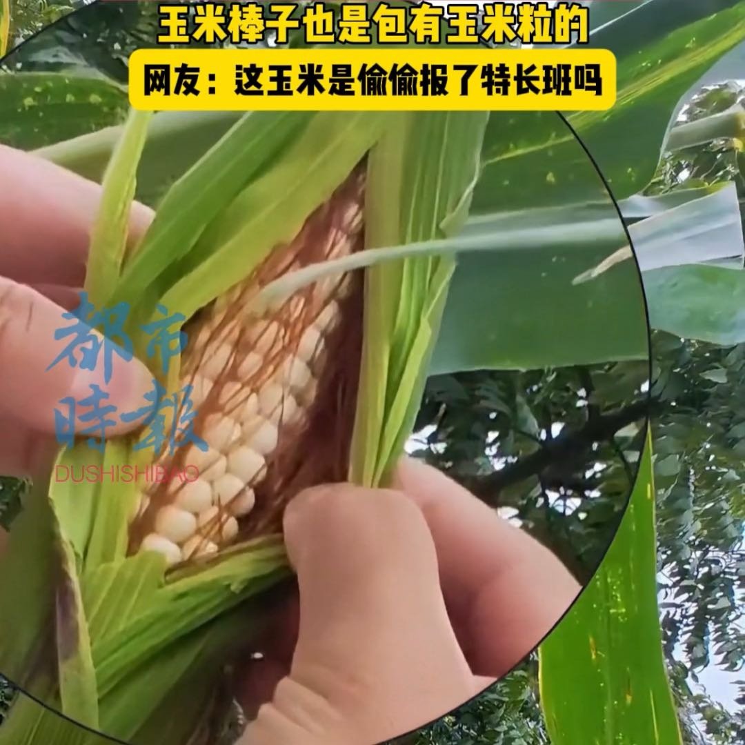 云南农家菜园现1米长玉米棒