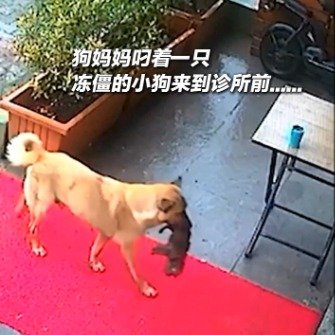 狗妈妈叼着冻僵小狗找人求救