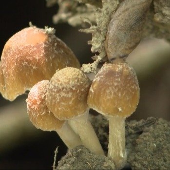 野生蘑菇生长旺季医生紧急提醒