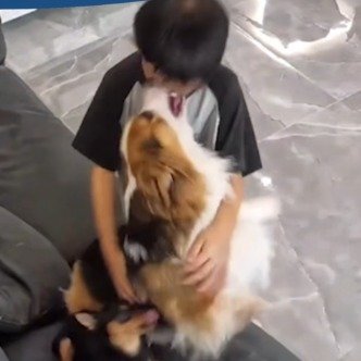 被狗撞掉乳牙小孩哥开口就是谢谢