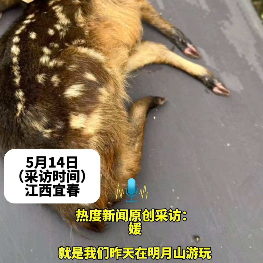 游客明月山路遇受伤小鹿