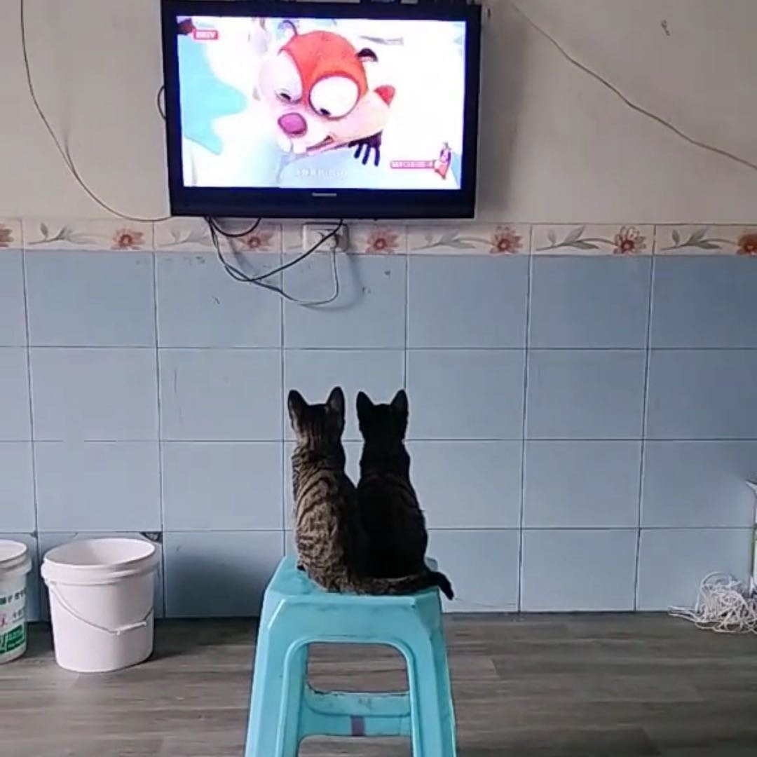 重庆两只小猫守着电视看动画片