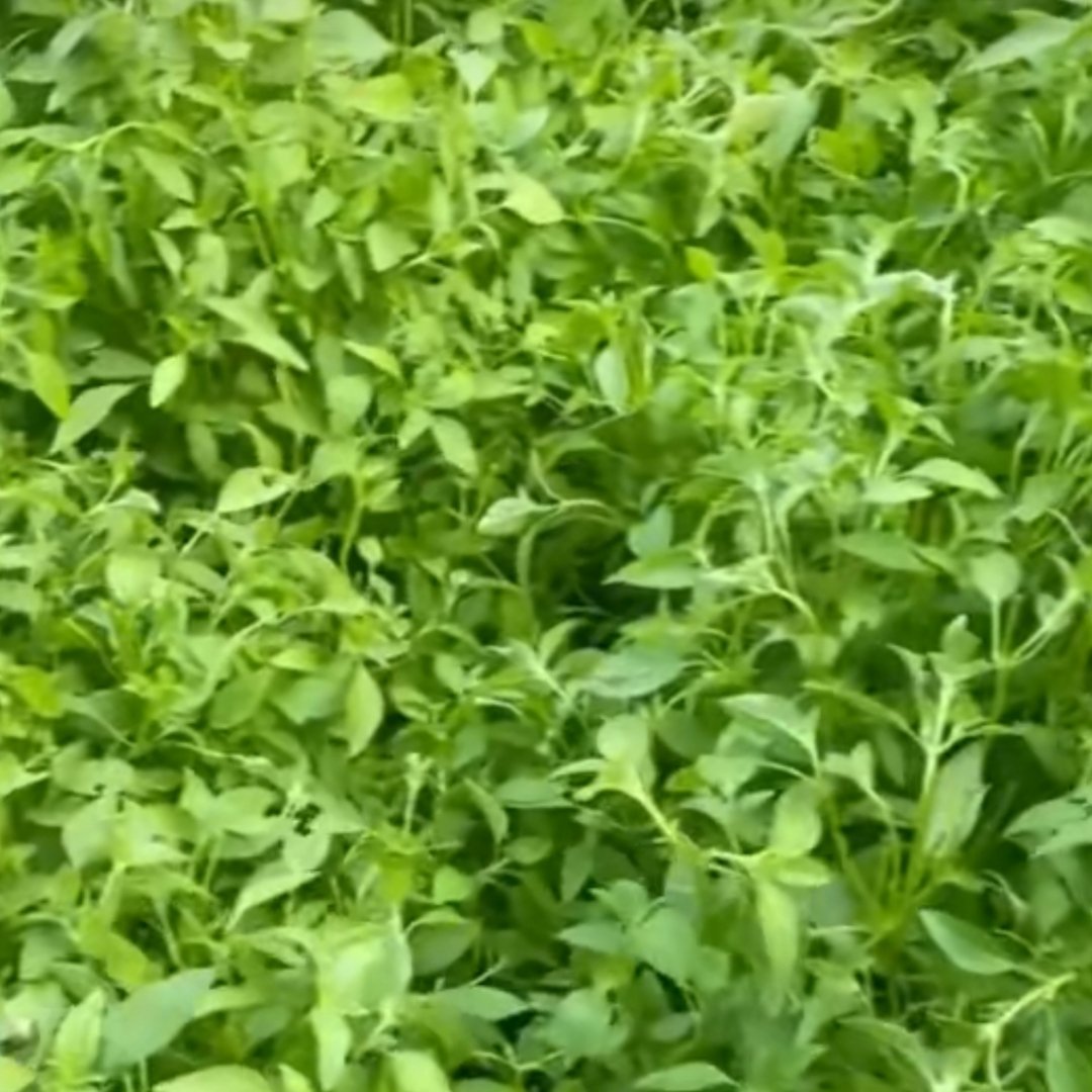河南荆芥成夏日餐桌新宠