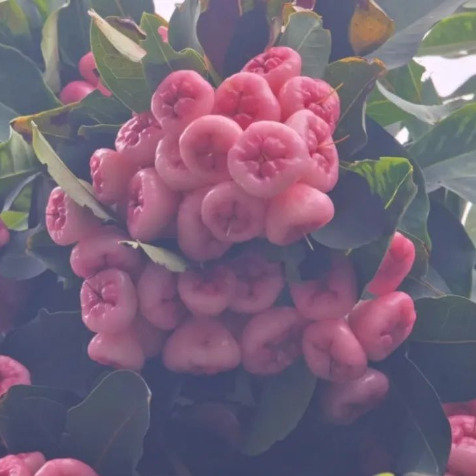广东绿化带实现水果自由