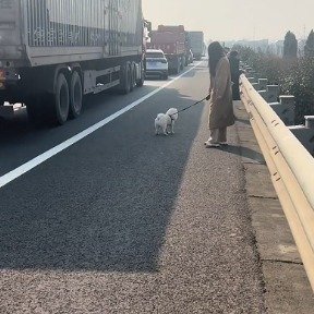 春运堵车严重车主下车遛狗