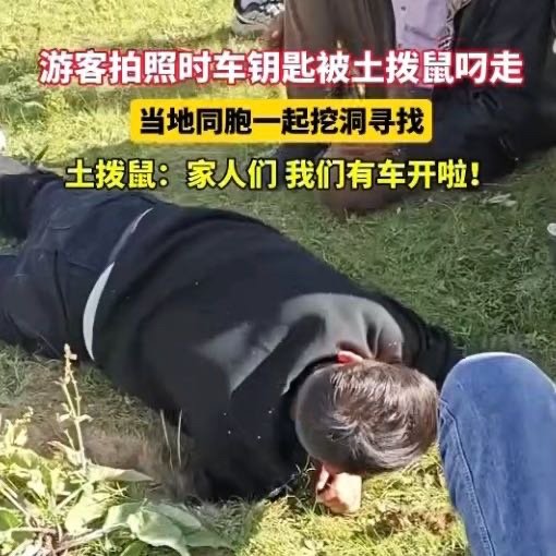 四川土拨鼠把游客的车钥匙拿走了