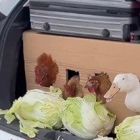 鸡在后备箱里伸出脑袋啃白菜