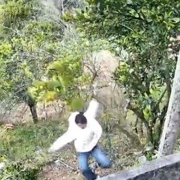 女生摘柑橘没站稳摔倒还拉断果树