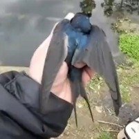 燕子误把鱼饵当食物一口咬钩