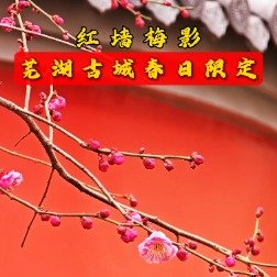 芜湖能仁寺旁的梅花开了