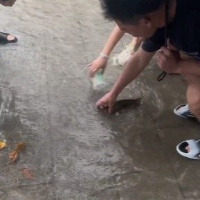 暴雨后广东大学生开启摸鱼模式