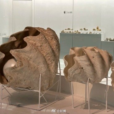 世界最大贝类专业性博物馆闭馆
