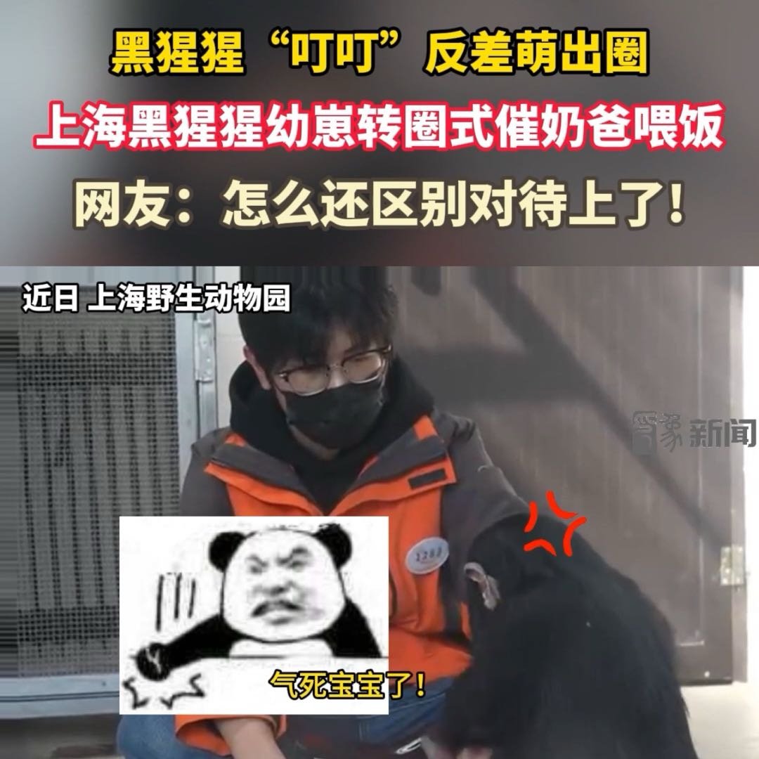 上海黑猩猩幼崽转圈式催奶爸喂饭