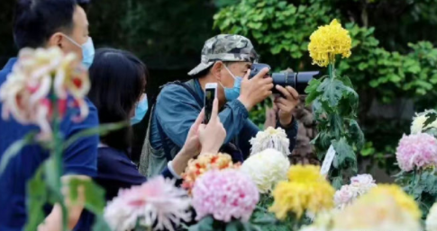 北京植物园的菊花绚烂盛放